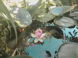 Cute pastel color of a water lilly flower in the pond, pink lotus floating with leaves. photo