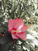 Pink cute pastel flower in the garden. Summertime bloom. Green plants blossom. Flowers on the bush. photo