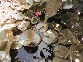 Cute blooming water lilly pad. Pink flower in the little wild pond with green leaves, floating on the water. Nature background. photo