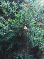 la tuya de hoja perenne está enferma. tratamiento de enfermedades de las plantas del parásito del ácaro. ayuda de jardinería a la hierba foto