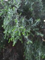 Evergreen thuja is sick. Plant disease treatment from mite parasite. Gardening help to herb photo