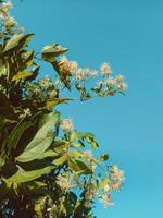 Cute yellow flowers on the blue sky background, colorful hot summer. photo