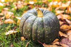 Autumnal Background. Autumn fall pumpkin on dried fall leaves garden background outdoor. October september wallpaper Change of seasons ripe organic food concept Halloween party Thanksgiving day. photo