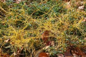 Dodder is a genus of parasitic plants in the bindweed family. photo