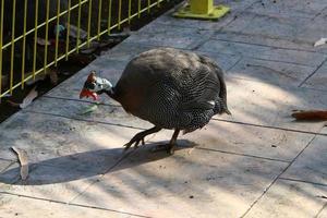 gallina con amentos rojos en el parque de la ciudad. foto