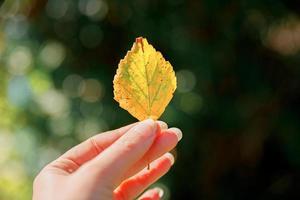 Closeup natural autumn fall view woman hands holding yellow leaf on dark park background. Inspirational nature october or september wallpaper. Change of seasons concept. photo