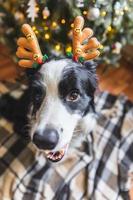 Funny portrait of cute puppy dog border collie wearing Christmas costume deer horns hat near christmas tree at home indoors background. Preparation for holiday. Happy Merry Christmas concept. photo