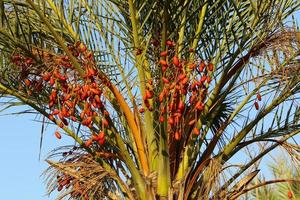 Rich harvest of dates on palm trees in the city park. photo