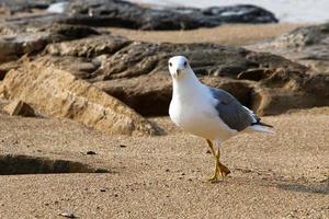 Seagulls on the Mediterranean coast in Israel photo