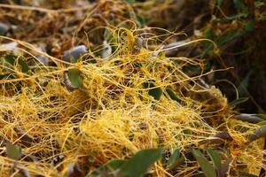 Dodder is a genus of parasitic plants in the bindweed family. photo