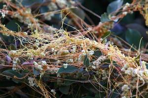 Dodder is a genus of parasitic plants in the bindweed family. photo