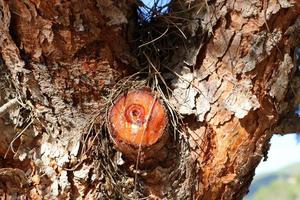Texture of wood and tree bark. photo