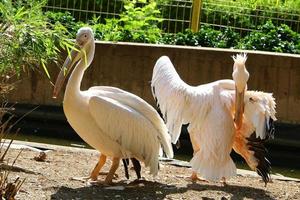 el pelícano blanco vive en un zoológico en israel. foto