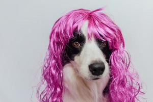 Pet dog border collie wearing colorful curly lilac wig isolated on white background. Funny puppy in pink wig in carnival or halloween party. Emotional pet muzzle. Grooming barber hairdresser concept. photo