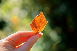 Closeup natural autumn fall view woman hands holding red orange leaf on dark park background. Inspirational nature october or september wallpaper. Change of seasons concept. photo