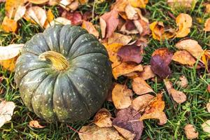 Autumnal Background. Autumn fall pumpkin on dried fall leaves garden background outdoor. October september wallpaper Change of seasons ripe organic food concept Halloween party Thanksgiving day. photo