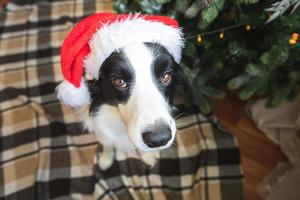 Funny portrait of cute puppy dog border collie wearing Christmas costume red Santa Claus hat near christmas tree at home indoors background. Preparation for holiday. Happy Merry Christmas concept. photo