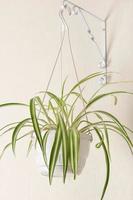 hanging home plant in a white pot with green and yellow variegated leaves of the chlorophytum comosum spider plant. vertical size. photo