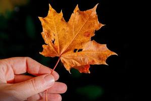 Closeup natural autumn fall view woman hands holding red orange maple leaf on dark park background. Inspirational nature october or september wallpaper. Change of seasons concept. photo