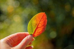 Closeup natural autumn fall view woman hands holding red orange leaf on dark park background. Inspirational nature october or september wallpaper. Change of seasons concept. photo