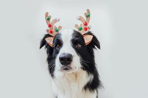 Funny portrait of cute smiling puppy dog border collie wearing Christmas costume deer horns hat isolated on white background. Preparation for holiday. Happy Merry Christmas concept. photo