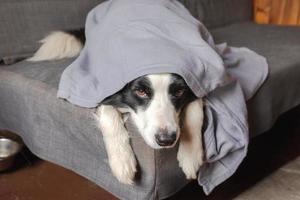 Funny puppy dog border collie lying on couch under plaid indoors. Little pet dog at home keeping warm hiding under blanket in cold fall autumn winter weather. Pet animal life Hygge mood concept. photo