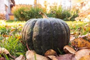 Autumnal Background. Autumn fall pumpkin on dried fall leaves garden background outdoor. October september wallpaper Change of seasons ripe organic food concept Halloween party Thanksgiving day. photo