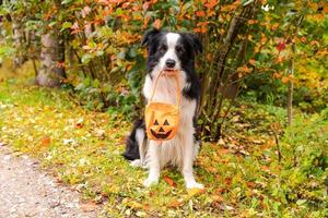 Trick or Treat concept. Funny puppy dog border collie holding pumpkin basket in mouth sitting on fall colorful foliage background in park outdoor. Preparation for Halloween party. photo