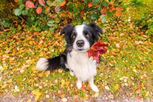 Gracioso cachorro de perro border collie con hojas de otoño de arce naranja en la boca sentado en el fondo del parque al aire libre. perro olfateando hojas de otoño a pie. hola concepto de clima frío de otoño. foto