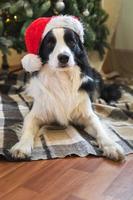 retrato divertido de un lindo cachorro border collie con traje de navidad sombrero rojo de santa claus cerca del árbol de navidad en el fondo interior de la casa. preparación para las vacaciones. feliz concepto de feliz navidad. foto