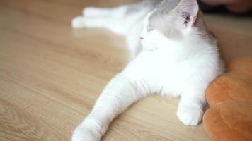 cute cat looking around, concept of pets, domestic animals. Close-up portrait of cat sitting down looking around video