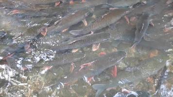 Los videos de 4k desenfocan grupos borrosos de peces bajo el agua. arroyo de peces de dios en la provincia de thanh hoa, vietnam.
