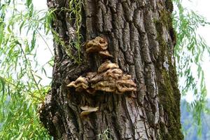 Texture of wood and tree bark. photo