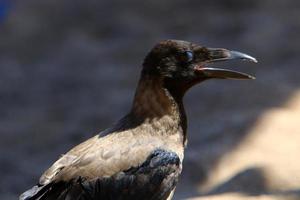 Crow in the city park by the sea. photo