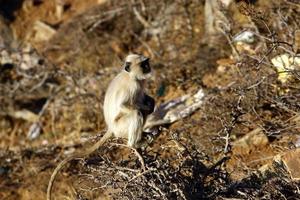 20 de febrero de 2017. india es un país enorme y asombroso en el sur de asia con una topografía diversa. foto