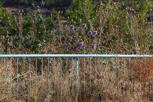 Plants and flowers grow along the high fence. photo