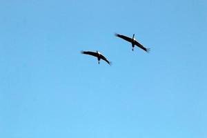 las grullas vuelan alto en el cielo. foto