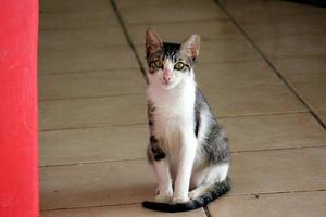 The domestic cat is a mammal of the cat family of the carnivora order. photo