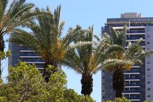 A tall palm tree in a city park in northern Israel. photo