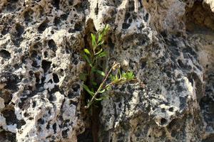 las plantas verdes y las flores crecen en piedras foto
