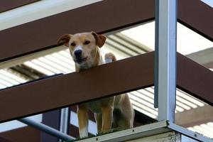 el perro se sienta detrás de una valla alta. foto