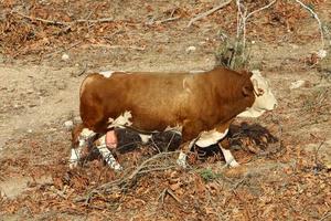 Cows graze in a forest clearing in northern Israel photo