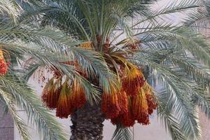 Rich harvest of dates on palm trees in the city park. photo