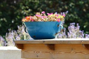 Green plants and flowers grow in a flower pot photo