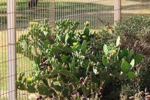 Plants and flowers grow along the high fence. photo