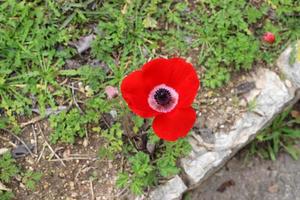 Red anemones bloom in a forest clearing. photo