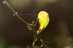 Spider webs - cobwebs on branches and leaves of trees in a city park. photo