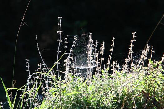 Spider webs - cobwebs on branches and leaves of trees in a city park. photo