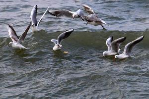 gaviotas en la costa mediterránea en israel foto