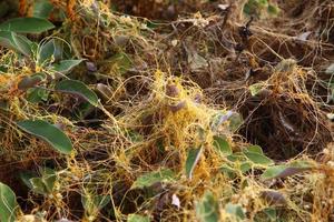 Dodder is a genus of parasitic plants in the bindweed family. photo
